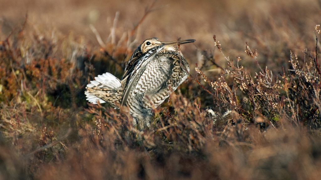 Dubbelbeckasin fotograferad i närheten av Storlien. 